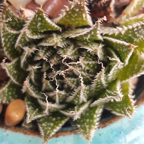 Aristaloe Aristata (formerly Aloe Aristata), Lace Aloe in GardenTags plant encyclopedia