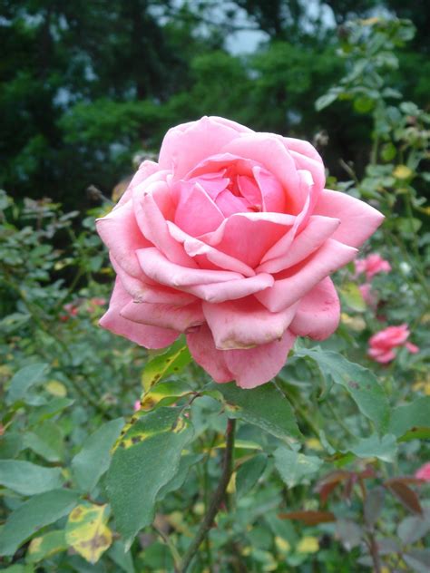 Fotos gratis flor pétalo Floribunda planta floreciendo Rosas de