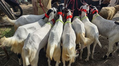 Lalukhet Bakra Mandi Ke Sabse Saste Bakre Bakra Eid Season 2023