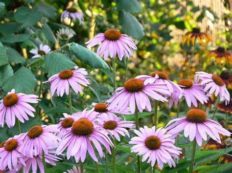 Le Propriet Benefiche Dell Echinacea Bigodino