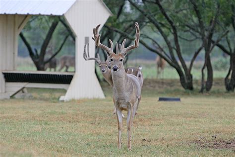 TPWD implements emergency CWD rules for deer breeders - Texas Farm Bureau