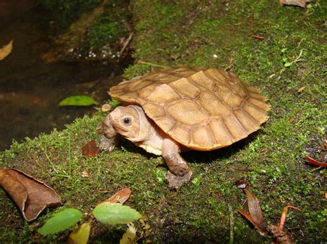 Lets Draw Endangered Species Arakan Forest Turtle