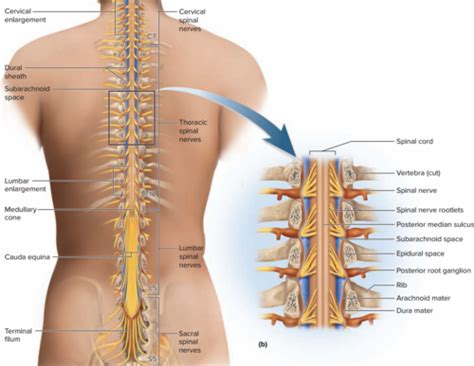 CH 13 Spinal Cord Spinal Nerves And Somatic Reflexes Flashcards