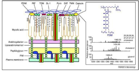 Structure of the mycobacterium cell wall [33] | Download Scientific Diagram