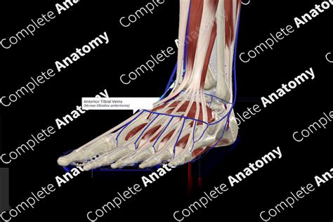 Anterior Tibial Veins | Complete Anatomy