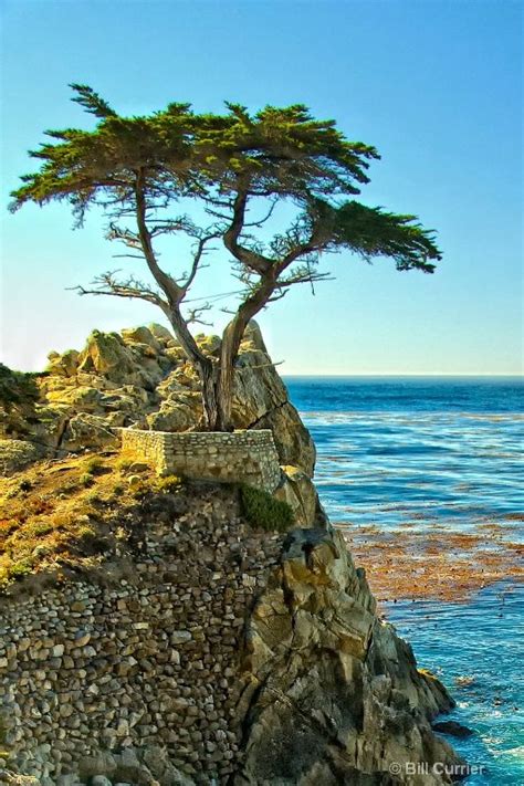 Cypress Tree Monterey Ca Cypress Trees Cypress Monterey Cypress