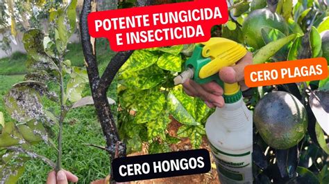 Acaba Con Los Hongos Y Plagas Que Están Matando Tus Cítricos Con Este Potente Fungicida