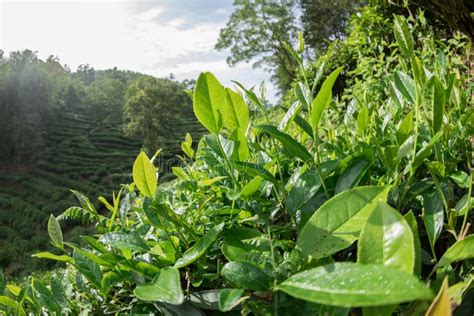 Green tea plants stock image. Image of farmland, bamboo - 115751169