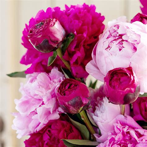 Fresh Peonies Beautiful Flowers Flowers For Mom Flower Market