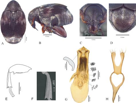 Sennius Ricardo Sp Nov A Dorsal View B Lateral View C Head Download Scientific