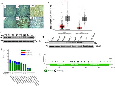 Rab Gtpase Regulates Klotho Mediated Inhibition Of Cell Growth And