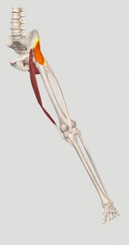 PHT1103 Anatomy PTA Glutes AOIN Labeling Unit 6 Diagram Quizlet