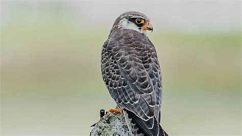 Amur Falcon The Most Successful Conservation Story In The World From