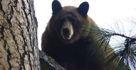 Selecting Broadheads For Spring Black Bear Hunting