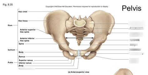 Pelvis Diagram Quizlet