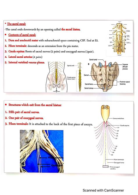 SOLUTION Pelvic Wall Anatomy Studypool