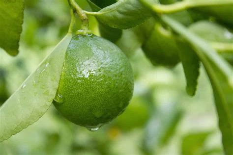 Learn To Grow A Lime Tree Indoors 2 Popular Methods