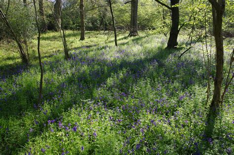 Bluebells In Boxgrove Wood Sulham Derek Morgan Photos Flickr