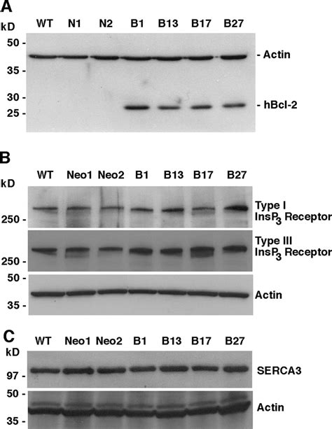 Characterization Of Bcl 2 Positive And Negative Clones Western Blot Of