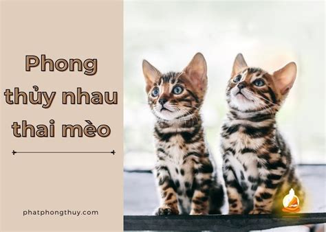 Phong Th Y Nhau M O L G C Ch P D Ng T Ng Hi U Qu Ph T Phong Th Y