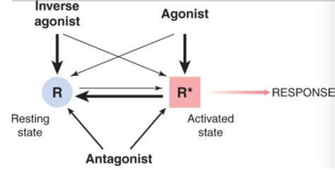 Agonists To Antagonists Spectrum Flashcards Quizlet