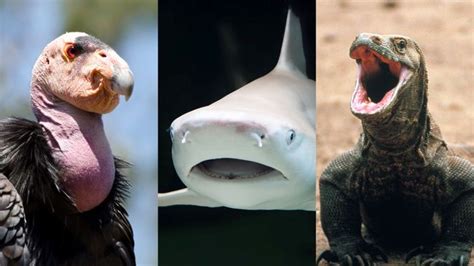 8 animals that have virgin births | Live Science