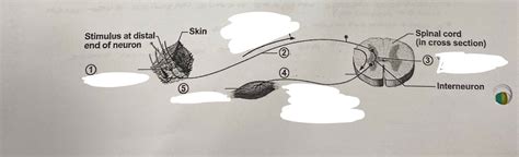 Reflex Arc Diagram Quizlet
