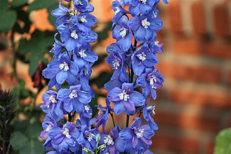 Larkspur Blue Flower - Free photo on Pixabay - Pixabay