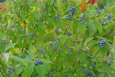 Native Plant Profile: Silky Dogwood