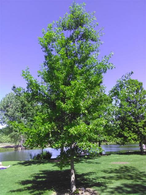 Shumard Oak