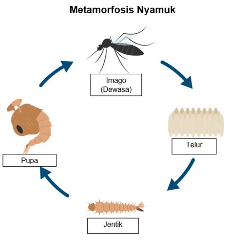 Tahapan Metamorfosis Nyamuk Yang Tepat Di Bawah In