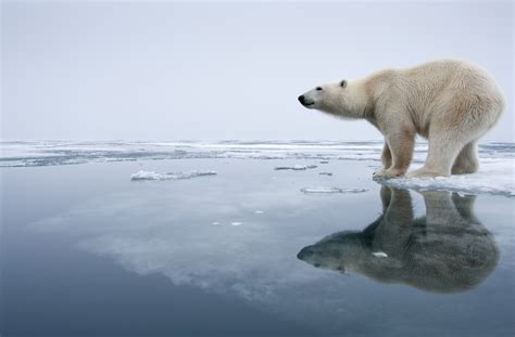 How Climate Change Is Threatening Polar Bear Populations