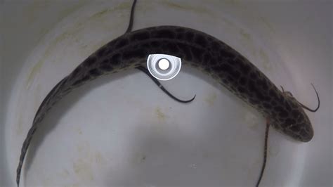 Marbled Lungfish Largest Growing 6 5ft 2m Largest Genome Of Any