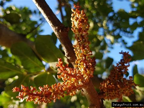 Buy Carob Fruit Tree - Ceratonia siliqua