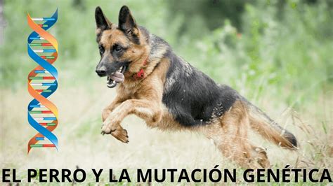 El Perro Y La Mutaci N Gen Tica Youtube