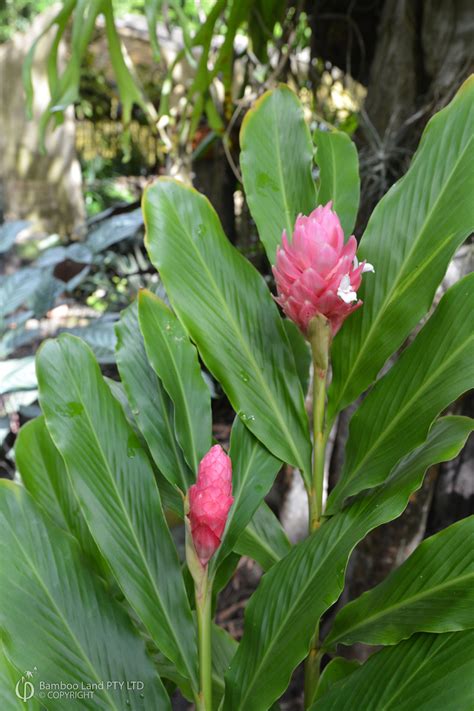 Alpinia purpurata 'Jungle Queen'