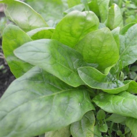 Organic Spinach Giant Winter Organic Gardener