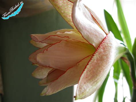 Гиппеаструм “Афродита” – Hippeastrum Aphrodite – С Байкала с любовью!