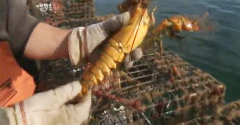 Fisherman Catches Extremely Rare Yellow Lobster Twice