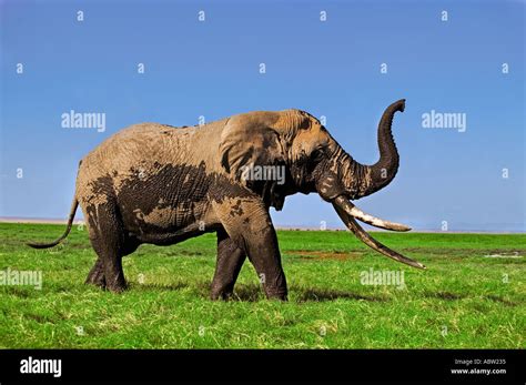 African elephant Loxodonta africana Bull elephant with large tusks ...