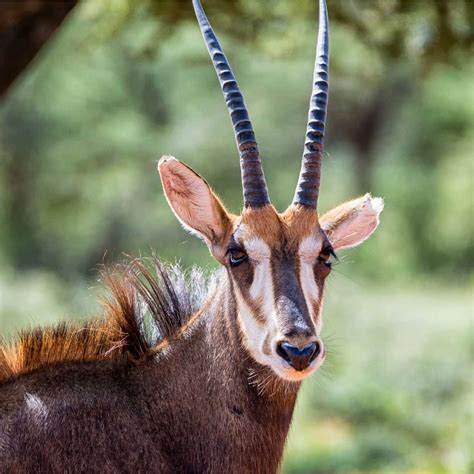 African Antelope Species