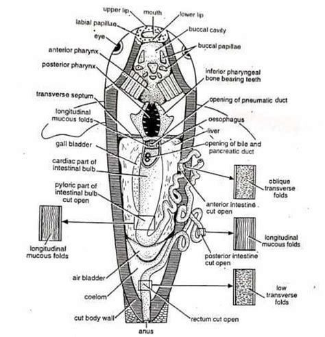 Digestive System Of Labeo Rohita Rohu Diagram Swarborno