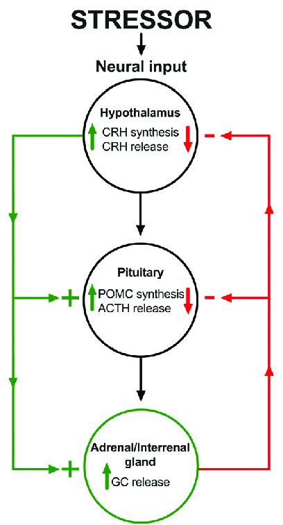 Outline Of The Vertebrate Stress Axis I E The Hpa Hpi Axis