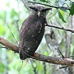 45 AVES NOCTURNAS Nombres Y Tipos Con Fotos