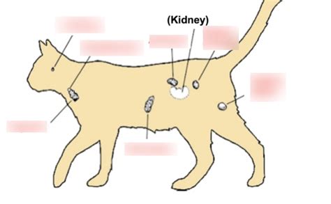 Endocrinology Diagram | Quizlet