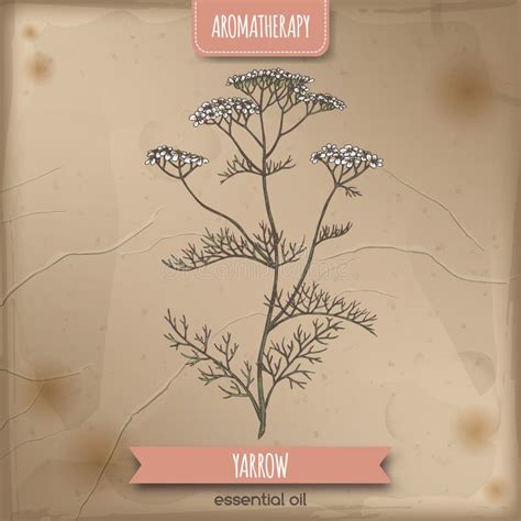 Dibujo Yarrow Aka Achillea Millefolium Sobre Un Elegante Fondo De Encaje Ilustración Del Vector