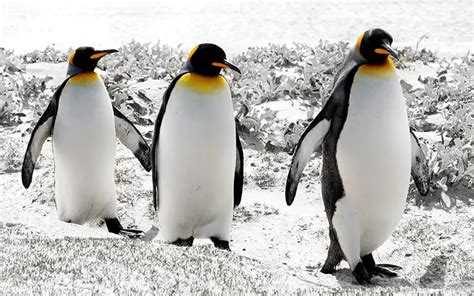 Descubre Todo Sobre el Pingüino Rey, esta Importante Especie