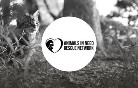 Animals In Need Rescue Network Inc Voice Yummypets