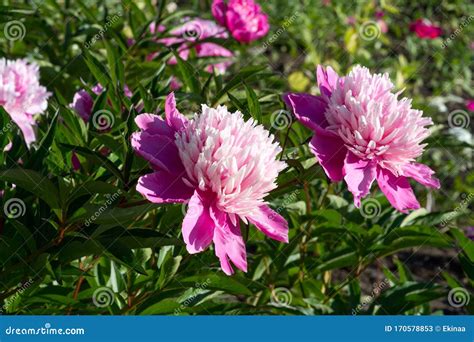 Peony Or Paeony Is A Flowering Plant In The Genus Paeonia The Only One