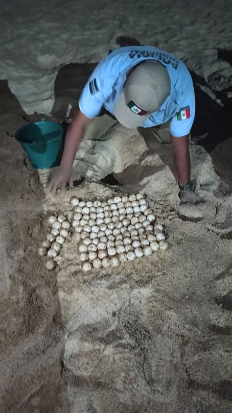 Coadyuva Gobierno Municipal En La Preservaci N De La Tortuga Golfina